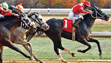 horses and jockeys racing